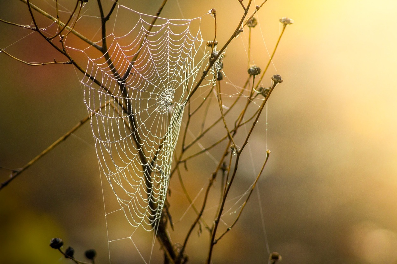 cobweb, dew, branches-1025021.jpg